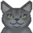 https://flashkitty.gzalo.com/favicon.ico
